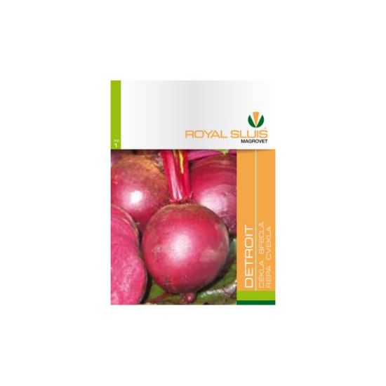 SFECLA CYLINDRA 4 G ROYAL