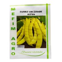 FASOLE URCATOARE CILINDRICA BLUE LAKE 20 GR