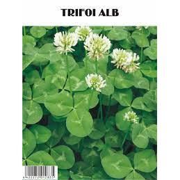 TRIFOI ALB HAIFA 500 GR